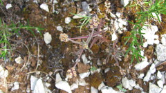 Plantago afra, photograph (c) zebedeugalinha, some rights reserved (CC BY)