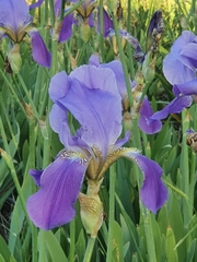 Iris mesopotamica