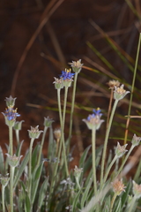 Brunonia australis, photograph (c) Kate Brown, some rights reserved (CC BY-SA)