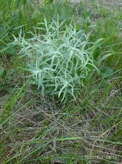 Artemisia dracunculus glauca