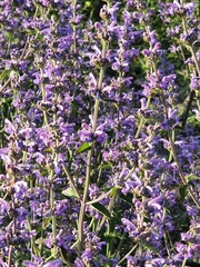 Nepeta curviflora