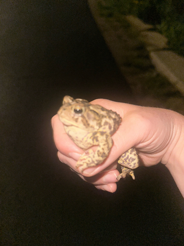 American Toad observed by emmaj33