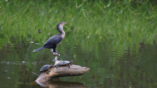 Red-eared Slider observed by gtguy