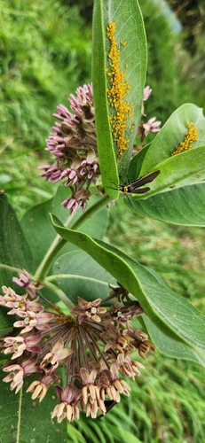 Yellow-collared Scape Moth