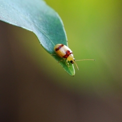 Monolepta bifasciata