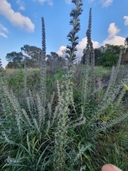 Echium glomeratum