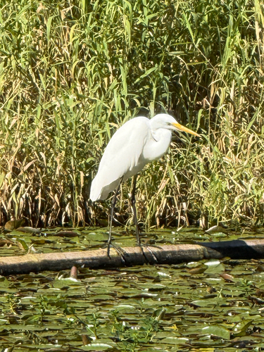 Great Egret observed by kpedley