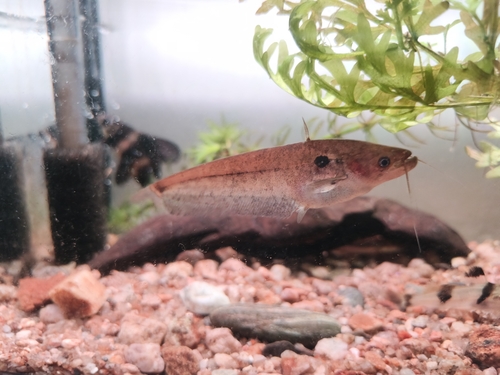 Ompok siluroides