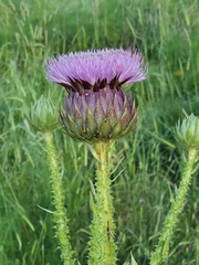 Onopordum cynarocephalum