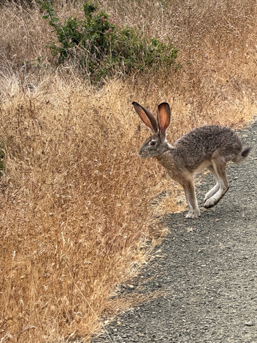 Black-tailed Jackrabbit seen in Sonoma Valley