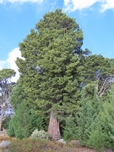 Cupressus guadalupensis observed 2026-07-26