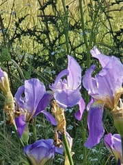 Iris mesopotamica