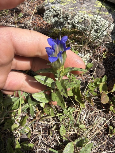 Gentiana parryi, photograph 6