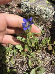 Gentiana parryi, photograph (c) Donald McAninch, some rights reserved (CC BY)