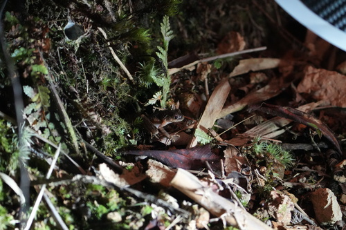 Kinabalu Slender Litter Frog