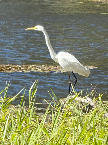 Great Egret observed by kpedley