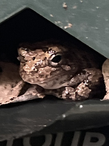Cope's Gray Tree Frog observed by fancyplantes