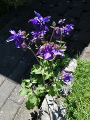 Aquilegia vulgaris