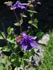 Aquilegia vulgaris