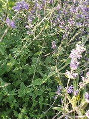 Nepeta curviflora