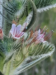 Echium glomeratum