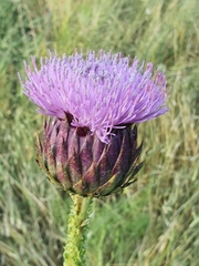 Onopordum cynarocephalum