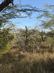Leptocereus quadricostatus, photograph (c) Alex Doyle, some rights reserved (CC BY)