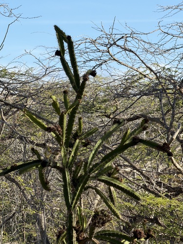 Leptocereus quadricostatus