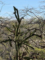 Leptocereus quadricostatus, photograph (c) Alex Doyle, some rights reserved (CC BY)