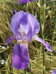 Iris mesopotamica