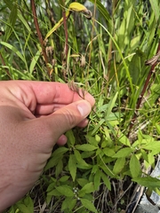 Oenothera perennis, photograph (c) Sam Turner, some rights reserved (CC BY)