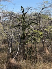Leptocereus quadricostatus, photograph (c) Alex Doyle, some rights reserved (CC BY)