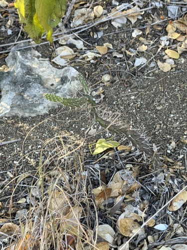 Opuntia repens, photograph 2