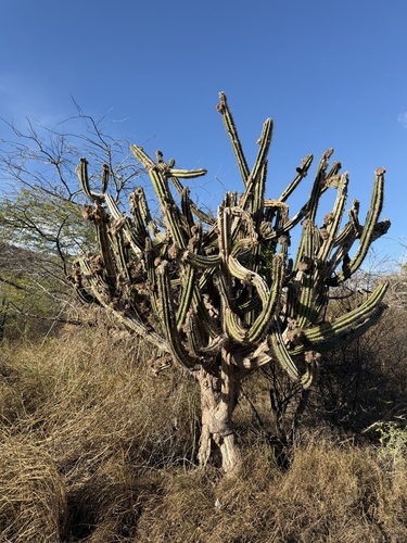Pilosocereus armatus, photograph 4