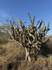 Pilosocereus armatus, photograph Alex Doyle, CC BY, iNaturalist via GBIF