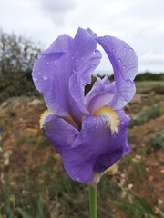 Iris × hybrida