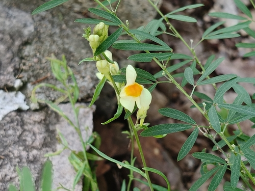Linaria vulgaris chinensis