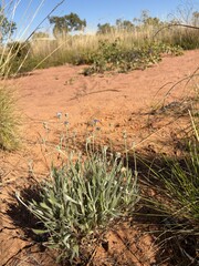 Brunonia australis, photograph (c) Kate Brown, some rights reserved (CC BY-SA)
