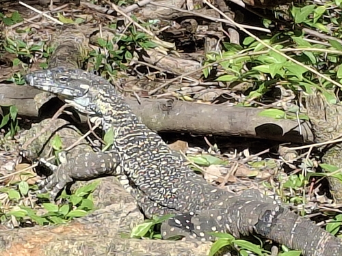 Lace Monitor