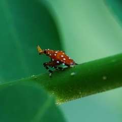 Kalidasa lanata