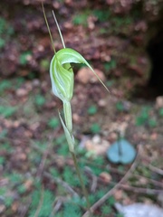 Pterostylis depauperata