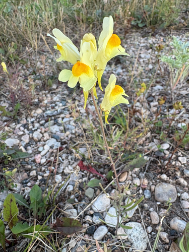 common toadflax