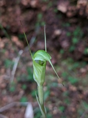 Pterostylis depauperata
