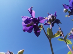 Aquilegia vulgaris