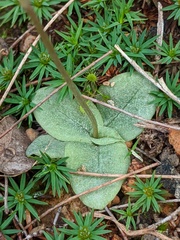 Pterostylis depauperata
