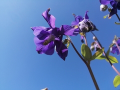 Aquilegia vulgaris