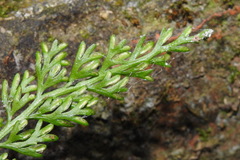 Asplenium ritoense