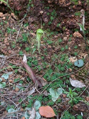Pterostylis depauperata