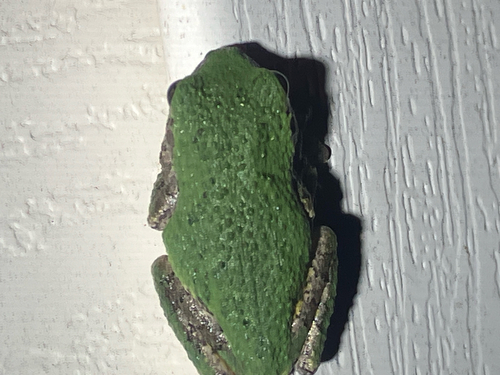 Gray Treefrog observed by guthrand