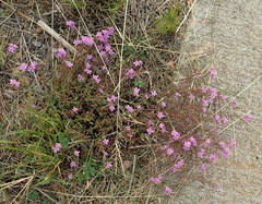 Chaenostoma halimifolium